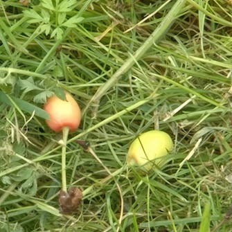 Gallring av äppelträd Gallring av äppelträd